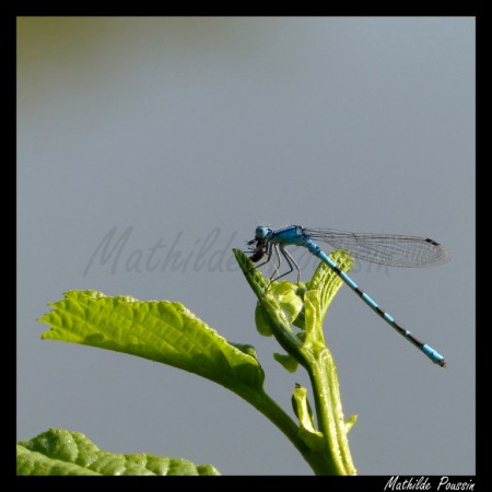 Agrion porte-coupe - Enallagma cyathigerum